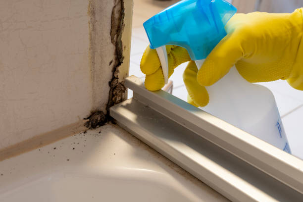 Best Mold Damage Repair  in Paradise Valley, AZ